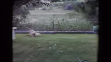 Flagstaff Arizona (1961): Small Dog Plays With Ball In Yard On Sunny Day Runs Past