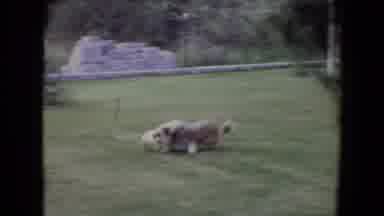 Flagstaff Arizona (1961): Brown And White Long Haired Dog Plays Ball In Yard