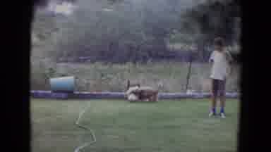 Flagstaff Arizona (1961): Brown Dog Chases After White Ball On Green Grass On A
