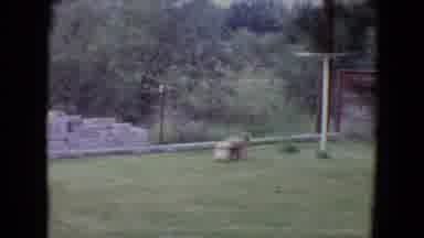 Flagstaff Arizona (1961): Dog Playing With Soccer Ball In The Backyard