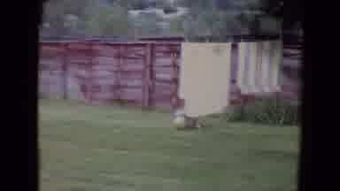Flagstaff Arizona (1961): Puppy With A Lot Of Energy Plays With A Huge Ball For A
