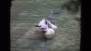 Flagstaff Arizona (1961): Hilarious Pet Dog Using Its Nose To Push A Ball Around