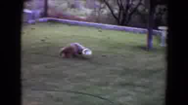Flagstaff Arizona (1961): Small Dog Plays With Ball In Yard Runs By Tree Trunks