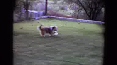 Flagstaff Arizona (1961): A Super Cute Dog Playing With The Soccer Ball In The