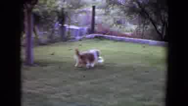 Flagstaff Arizona (1961): Small Dog Plays With Ball In Yard Runs Past Birdbath And