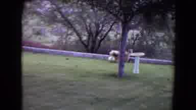Flagstaff Arizona (1961): A Large Shaggy Dog Happily Plays With A Ball In The