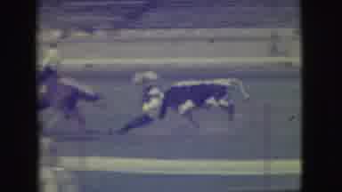 Denver Colorado (1949): Cowboy Competing In Steer Roping Rodeo Competition Man On