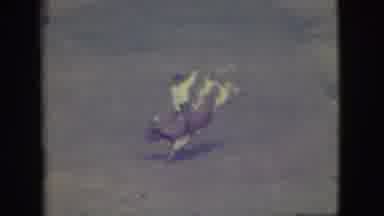 Denver Colorado (1949): Man Sitting On The Running Cow