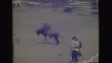 Denver Colorado (1949): Cowboy On Bucking Bull In Rodeo Competition Others In