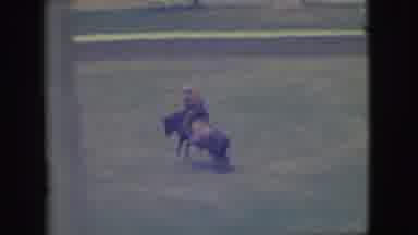 Denver Colorado (1949): Man Rides A Bull And Struggles To Hold On As It Bucks
