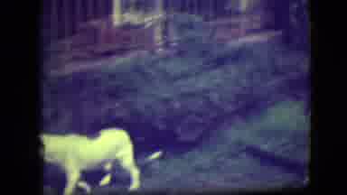 River Forest Illinois (1946): Young Boy Plays And Tosses Ball To Small Dog In Yard