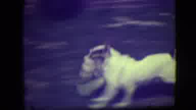 River Forest Illinois (1946): White Dog With Black Spots Running And Playing With