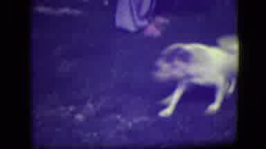 River Forest Illinois (1946): Little Boy Running And Playing With A Small