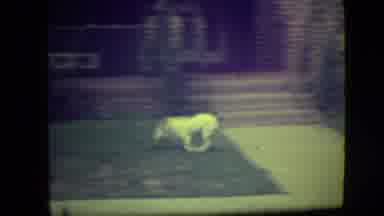 River Forest Illinois (1946): Small White Dog With A Cropped Tail And A Few Dark