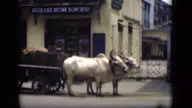 Bombay India (1946): Two Oxen Pulling A Cart In Front Of A Street Market