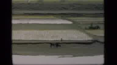 Bombay India (1946): Driving By The Rice Paddy Fields And Lake As People And
