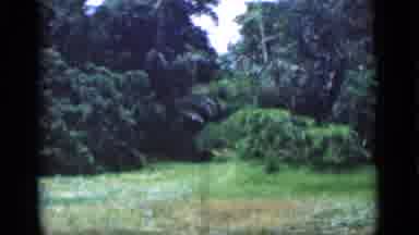 Bombay India (1946): Camera Captures The Trees And Grass As A Man Walks Out Of The