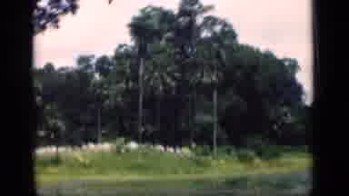 Bombay India (1946): Jungle Trees Bushes And Grass Blows Freely In The Wind