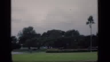 Bombay India (1946): Park With Palm Tree And Small Pond In Front Of Road
