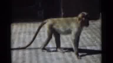 Calcutta India (1946): Monkey Walking Around In Cage