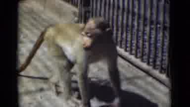 Calcutta India (1946): Monkey Looking Here And There In Search Of Food