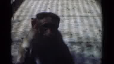 Calcutta India-1946: Two Monkeys at the Zoo, One Chews an Object
