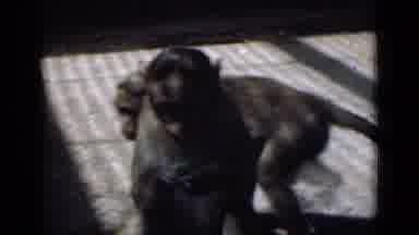 Calcutta India (1946): Monkey Eating While Another Monkey Circles Around