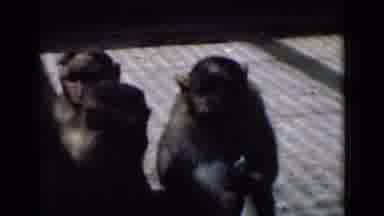 Calcutta India (1946): Monkeying Around Each Other Causes An Increase In Interest