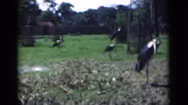 Calcutta India (1946): Old Footage Of Multiple Wild Animals At The Zoo From A Film