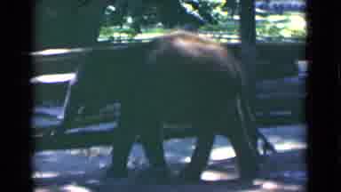 Calcutta India (1946): Animal Is Able To Walk Around And Have People Enjoy Him