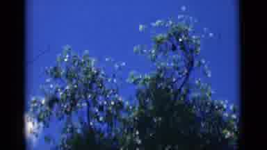 Calcutta India (1946): Leaves On Trees Blowing In Wind Bright Blue Sky Background