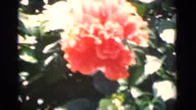 Calcutta India (1946): Beautiful Trees And Flowers