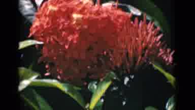 Calcutta India (1946): Two Scenes Of Coral Colored Flowers And Green Leaves On