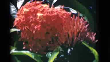 Calcutta India (1946): Blooming Red Flower And Pink Crane Bird Walking On A Sunny