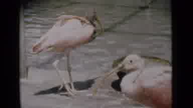 Calcutta India (1946): Birds At A Park