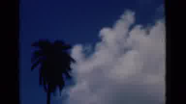 Calcutta India (1946): View Of Two Ibis And A Scene Of A Palm Tree Against A