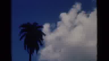 Calcutta India (1946): Palms Blue Sky And Clouds
