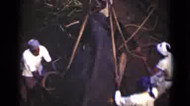 Colombo Ceylon (1946): Many Men Tie An Animal With Ropes To Keep It Off The Ground