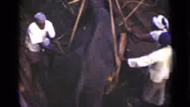 Colombo Ceylon (1946): An Elephant In A Pit About To Be Lifted Up As People Tie A
