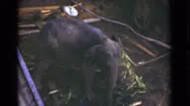 Colombo Ceylon (1946): Baby Elephant Looks Around As Man Cleans Up It's Enclosure