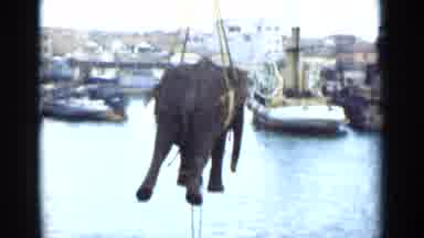 Colombo Ceylon (1946): Elephant Being Crane-Lifted As Cargo Onto An Ocean Vessel
