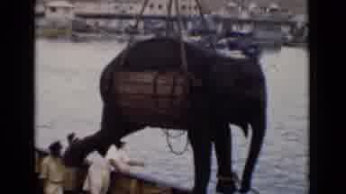 Colombo Ceylon (1946): Elephant In Sling Being Lifted In Air Over Water And Onto