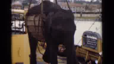 COLOMBO CEYLON-1946: Elephant Hoisted By Crane From Boat
