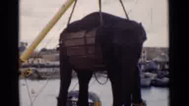 Colombo Ceylon (1946): Elephant Is Carefully Lifted By Construction Equipment Near