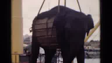 Colombo Ceylon (1946): Person Using A Crane To Place An Asian Elephant On A Boat