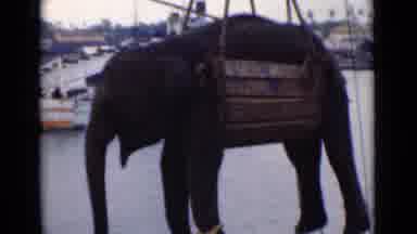 Colombo Ceylon (1946): Elephant Hoisted Over Water