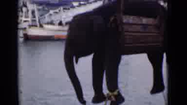 Colombo Ceylon (1946): Men Wearing White Turbans Place Harness Under Elephant To