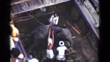Colombo Ceylon (1946): People Trying To Put An Elephant In A Sling To Lift It Up