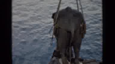 Colombo Ceylon (1946): Elephant In Sling For Transport Being Lifted In Air And