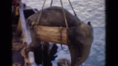 Colombo Ceylon (1946): Elephant In Sling Being Lifted In Air To Move It Over Water